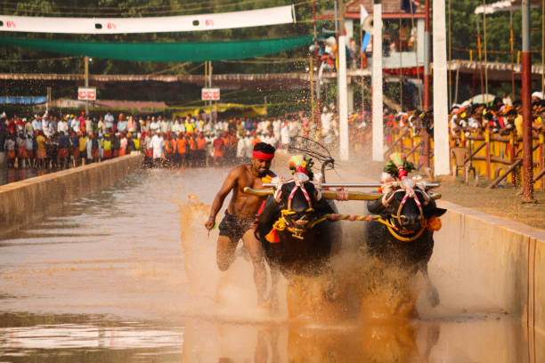 An Action picture of Kambala race where a pair of Bullocks are tied to the plough and made to gallop on a muddy track by a Jockey in southwestern states of Karnataka and Kerala,India.